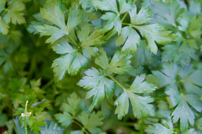 Close-up of flowering plant leaves