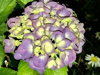 Close-up of purple flowering plant