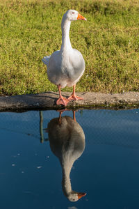 Bird perching on lake