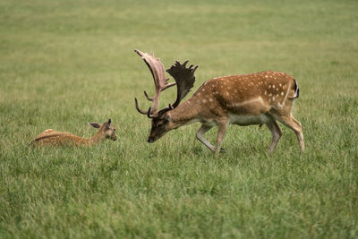 Deer in a field