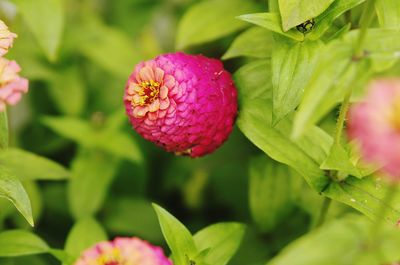 Close-up of pink flowers blooming outdoors