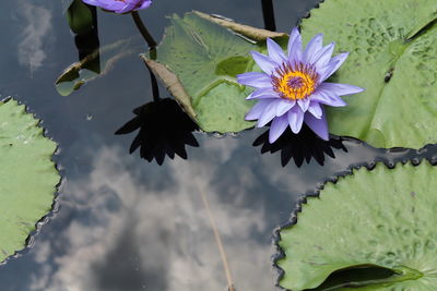 High angle view of water lily growing on pond