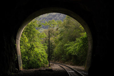 Trees seen through tunnel