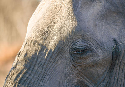 Close-up of elephant