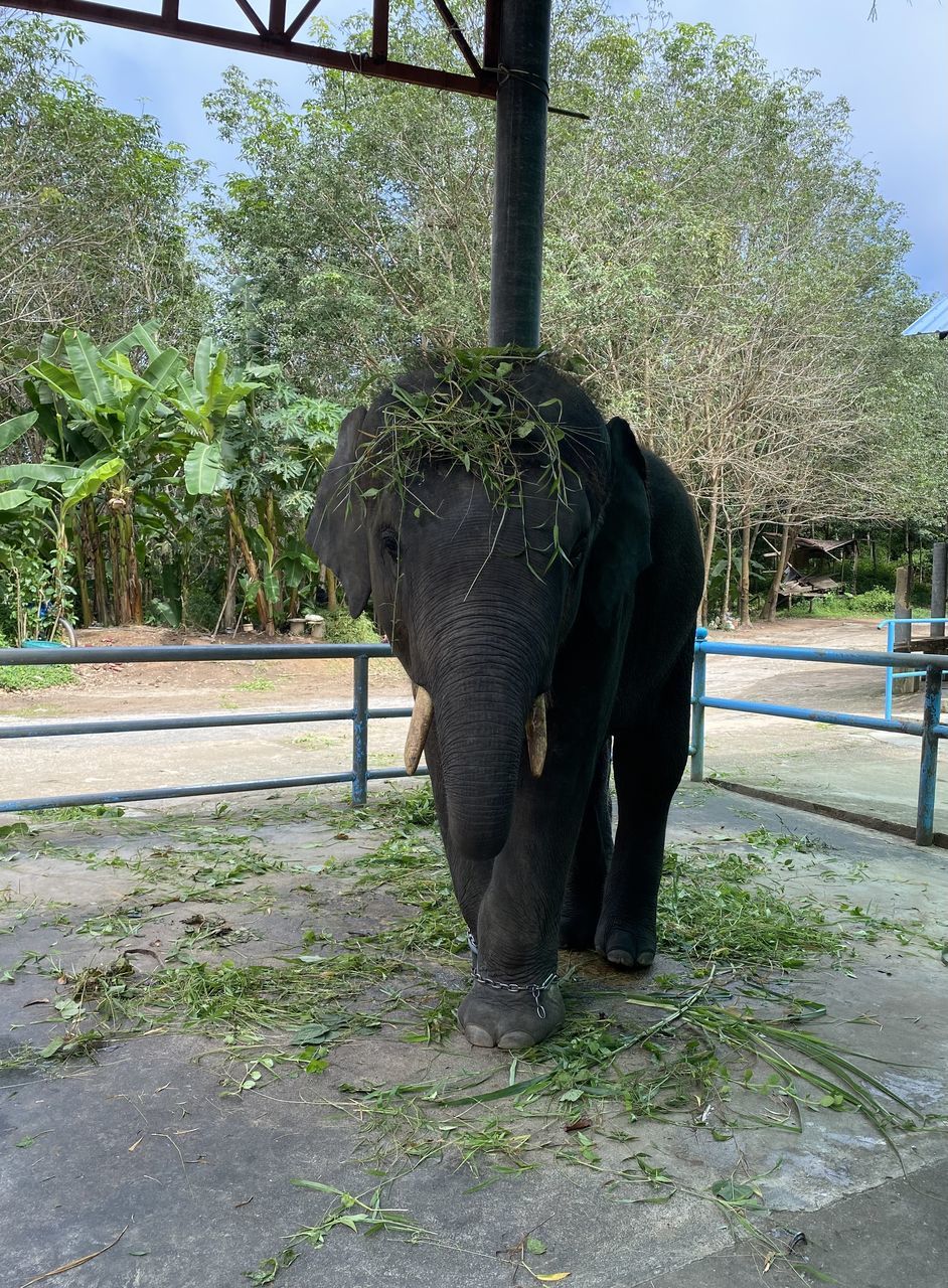 elephant, tree, plant, indian elephant, animal themes, animal, zoo, mammal, day, nature, animal wildlife, one animal, outdoors, wildlife, no people, standing, full length, walking, animal body part