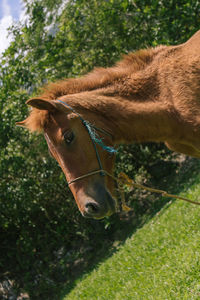 Close-up of a horse on field