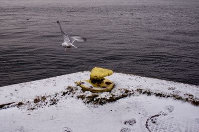 Seagull on lake