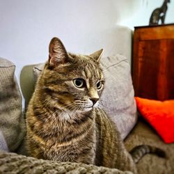 Close-up of cat sitting on sofa at home