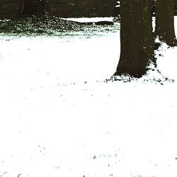 Scenic view of trees during winter