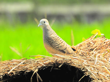 The turtle bird is a bird whose life is colonized and very much in indonesia