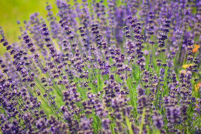 High angle view of lavenders blooming outdoors