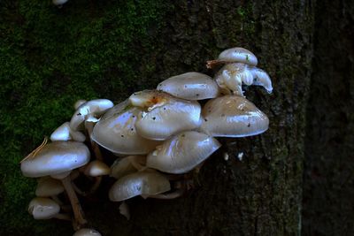 Close-up of mushrooms growing on tree trunk