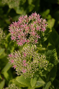 Close-up of pink flowering plant