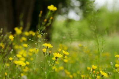 Close-up of yellow flowering plant on field