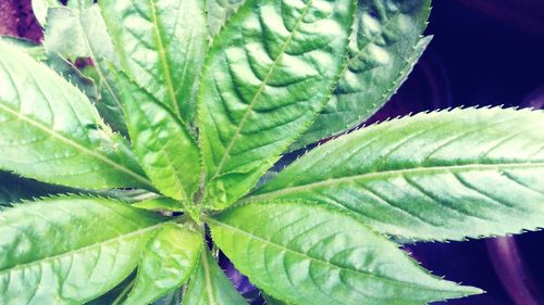 Close-up of fresh green plant