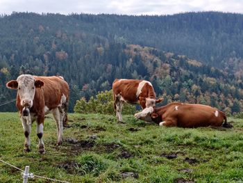 Cows in a field, schwarzwald
