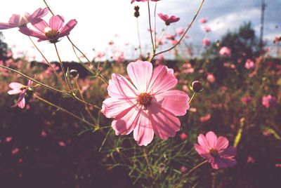 Close-up of pink flowers blooming outdoors