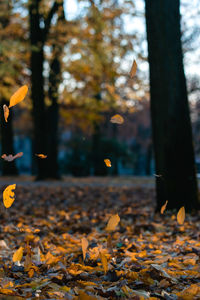 Autumn leaves in sunlight