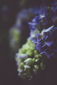 Close-up of purple flowering plant