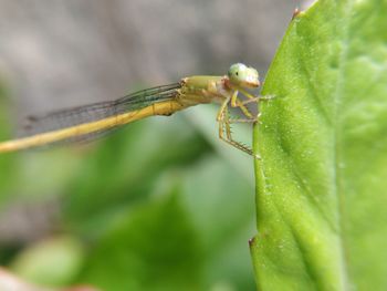 Close-up of insect on leaf