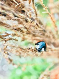 Close-up of ladybug on land