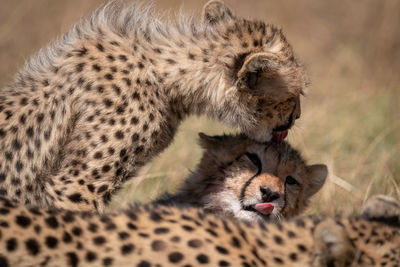 Close-up of cheetahs on field