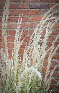 Full frame shot of grass growing outdoors