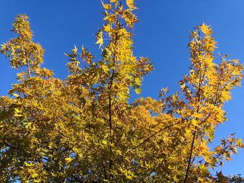 Low angle view of autumnal trees against blue sky