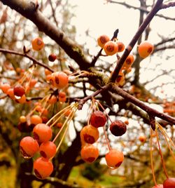 Low angle view of fruits on tree