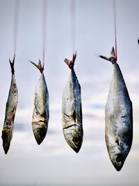 Low angle view of fish hanging against clear sky