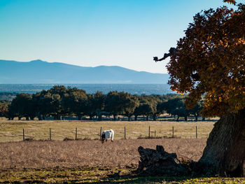 Scenic view of agricultural field against sky