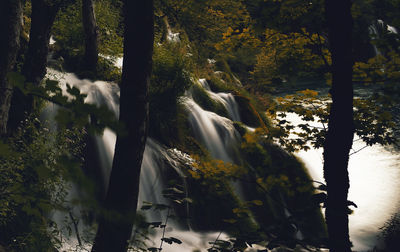 Scenic view of waterfall in forest