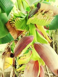 Close-up of flowering plant