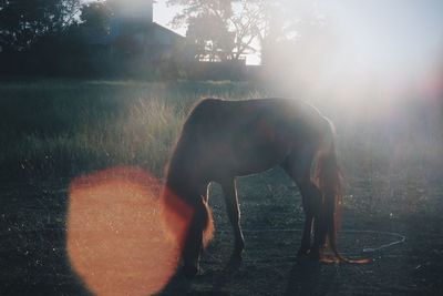 Horse standing in water