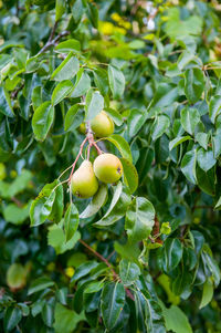 Close-up of fruits on tree