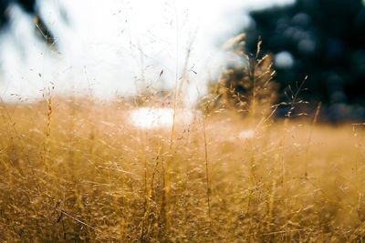 Close-up of plants in field against sky