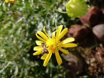 Close-up of bee on yellow flower blooming outdoors