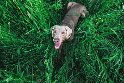 Dog on field