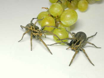 Close-up of spider on white background