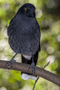 Close-up of currawong perching on branch