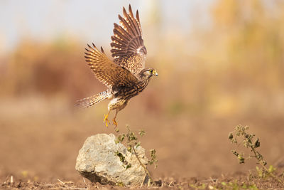 Close-up of bird flying