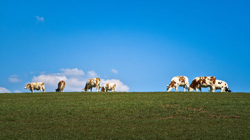 Cattle against the sky on a field