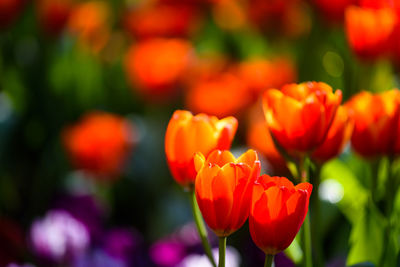 Orange tulip flower blossom shine by sunlight at spring garden with blurred colorful flower
