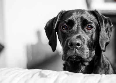 Close-up portrait of black dog by bed