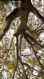 Low angle view of trees in forest against sky