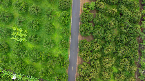 High angle view of trees in forest