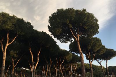 Trees growing on field against sky