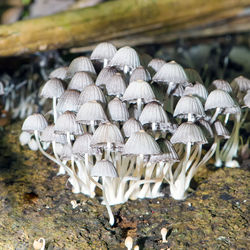 Close-up of white mushrooms