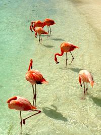 View of birds in water