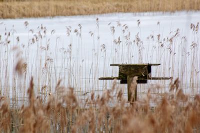 Plants on field and a  bird house by lake